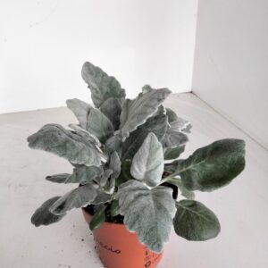 Senecio cineraria New Look
(10 Plants/Order)(12cmP 25cmH)