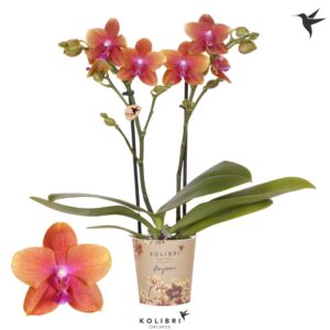 Phalaenopsis Bolgheri Mineral 2 spike
(12 Plants/Order)(9cmP 40cmH)