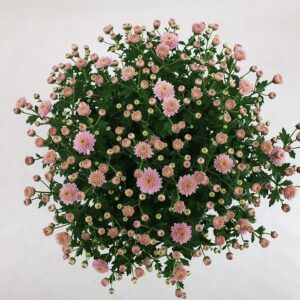 Chrysanthemum Jasoda Dark Pink Jasoda Dark Pink Pot 15 cm
(6 Plants/Order)(15cmP 30cmH)