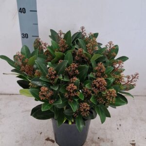 Skimmia japonica Rubella 17 cm 20+ Flower
(6 Plants/Order)(17cmP 40cmH)