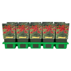 Echinacea purpurea Lakota red' P11
(10 Plants/Order)(11cmP 25cmH)
