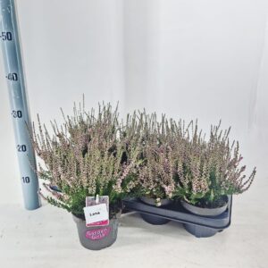 Calluna Garden Girls Lena vulg. (gg) PBR
(8 Plants/Order)(13cmP 25cmH)