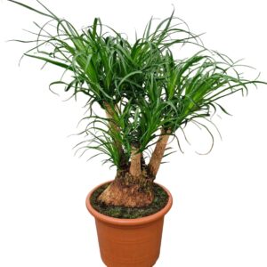 Nolina recurvata Beaucarnea 35 cm busch c
(1 Plants/Order)(35cmP 95cmH)