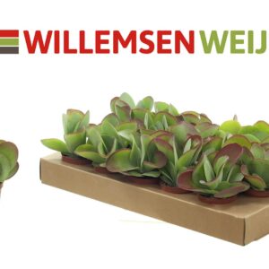 Kalanchoe thyrsiflora Flapjack 8,5 cm
(12 Plants/Order)(8.5cmP 15cmH)