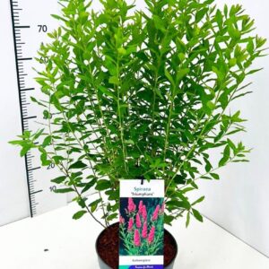Spiraea x billardii Triumphans 50-60C5
(1 Plants/Order)(23cmP 80cmH)