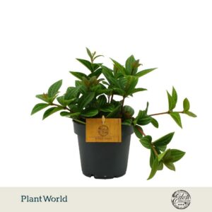Peperomia Ang. Roc. Alto 12cm
(6 Plants/Order)(12cmP 20cmH)