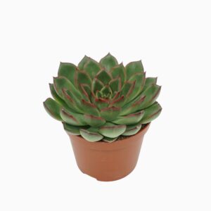 Echeveria skat 8,5 cm
(12 Plants/Order)(8.5cmP 10cmH)