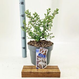 Lagerstroemia indica With Love Virgin ('Milabla'PBR)
(1 Plants/Order)(23cmP 45cmH)