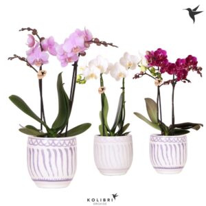 Phalaenopsis mixed mix 2 spike in Granada Pot lilac mix
(6 Plants/Order)(9cmP 40cmH)