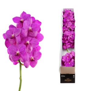 Vanda Nitaya Hot Fuchsia Vanda Hot Pink x5
(5 Plants/Order)(cmP cmH)