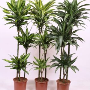 Dracaena fragrans Mixkar 90-60-30
(1 Plants/Order)(24cmP 140cmH)