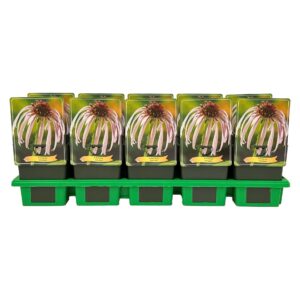 Echinacea purpurea Simulata P11
(10 Plants/Order)(11cmP 25cmH)