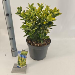 Euonymus japonicus Aureomarginatus
(1 Plants/Order)(23cmP 45cmH)