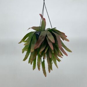 Pseudorhipsalis ramulosa Red Coral'
(7 Plants/Order)(15cmP 30cmH)