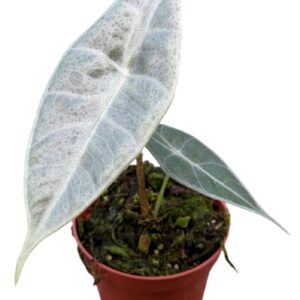 Alocasia Alocasia Longiloba Silver
(14 Plants/Order)(8cmP 12cmH)