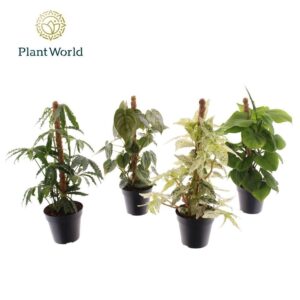 Indoor plants Botanic Mosstok mix
(10 Plants/Order)(12cmP 40cmH)