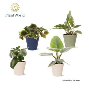 Indoor plants gem. green 4 Types Island Saver in Pot coco
(6 Plants/Order)(14cmP 40cmH)