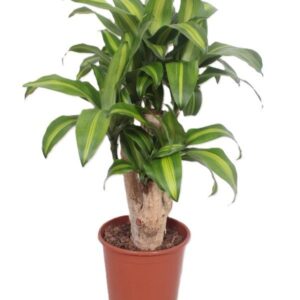 Dracaena Massangeana
(1 Plants/Order)(24cmP 90cmH)