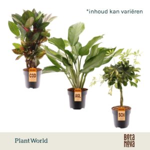 Indoor plants Groenmix Santorini (diverse soorten)
(6 Plants/Order)(17cmP 60cmH)