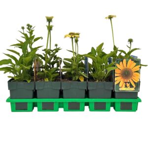 Echinacea purpurea Yellow Shades' P11
(10 Plants/Order)(11cmP 45cmH)
