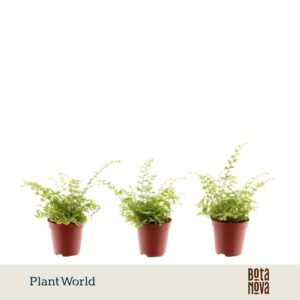 Nephrolepis Green Fantasy Tiny
(20 Plants/Order)(5.5cmP 15cmH)