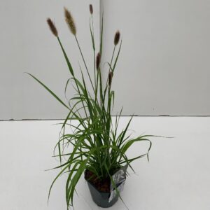 Pennisetum massaicum Red Bunny Tail
(6 Plants/Order)(17cmP 40cmH)