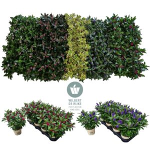 Hebe flowering mixed Queen Hebe Mixlaag P12
(8 Plants/Order)(12cmP 25cmH)