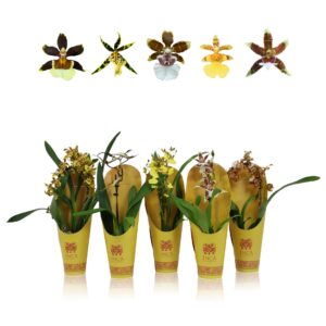 Orchideeen Inca Sunny Glow mix 1 spike incl. cascade 9 cm in luxury cover
(11 Plants/Order)(9cmP 35cmH)