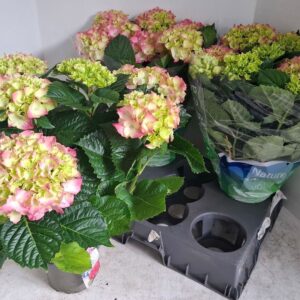 Hydrangea Blauer Zwerg Hydrangea pink 9-10
(5 Plants/Order)(15cmP 40cmH)