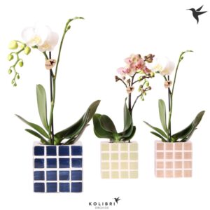 Phalaenopsis mixed 1 spike in Mosa Pot blue
(6 Plants/Order)(9cmP 40cmH)