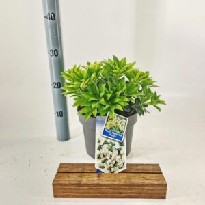 Pieris japonica Purity
(1 Plants/Order)(19cmP 30cmH)