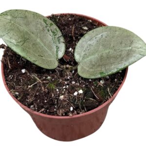 Hoya Hoya Acuta Silver Heart
(9 Plants/Order)(10.5cmP 15cmH)