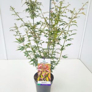 Acer palmatum Jerre Schwartz 40-60C3
(1 Plants/Order)(19cmP 70cmH)