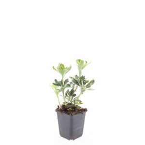 Pachysandra Variegata term.
(12 Plants/Order)(9cmP 10cmH)