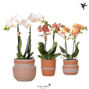 Phalaenopsis Multiflora mix 2 spike in Ethnic terracotta
(6 Plants/Order)(9cmP 40cmH)