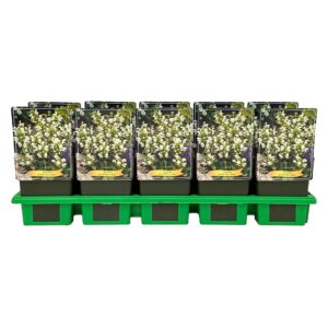 Prunella grandiflora Alba
(10 Plants/Order)(11cmP 25cmH)