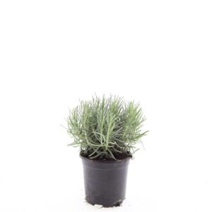 Lavandula angustifolia Munstead
(8 Plants/Order)(14cmP 25cmH)