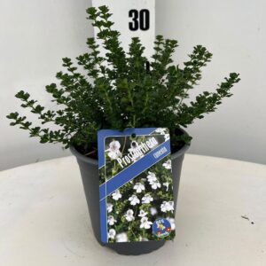 Prostanthera cuneata
(1 Plants/Order)(17cmP 25cmH)