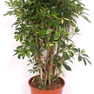 Schefflera Gold Capella
(1 Plants/Order)(30cmP 110cmH)