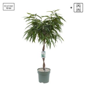 Ficus Alii Mahori
(1 Plants/Order)(27cmP 120cmH)