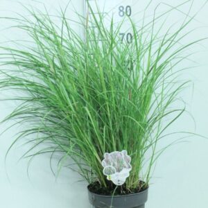 Miscanthus Red Chief sin. P23
(1 Plants/Order)(23cmP 100cmH)
