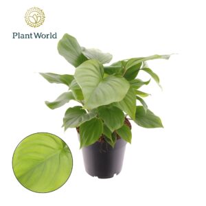 Homalomena Maggy rubescens
(7 Plants/Order)(14cmP 40cmH)