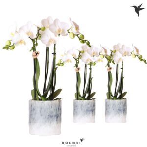 Phalaenopsis Multiflora white 3 spike in Sky Pot
(8 Plants/Order)(9cmP 40cmH)