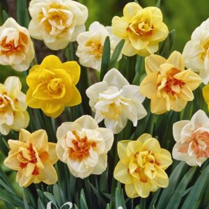 Droge Bulbs Narcissus Double Mixed x6 14/16
(10 Plants/Order)(5cmP 35cmH)