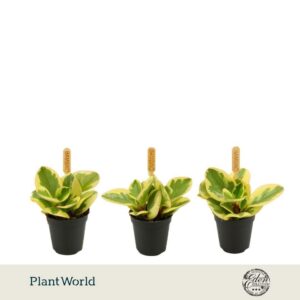 Peperomia obtusifolia Obtipan Bicol 5,5cm
(20 Plants/Order)(5.5cmP 10cmH)