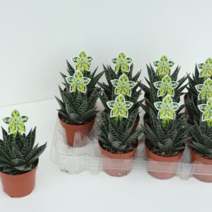 Aloe Tiki Tahi Aloe Tiki Tahi P9
(12 Plants/Order)(9cmP 16cmH)