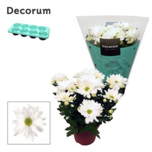 Chrysanthemum Breeze White Chrysanne® Margarita
(8 Plants/Order)(13cmP 25cmH)