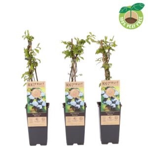 Vaccinium corymbosum Bluecrop
(10 Plants/Order)(15cmP 40cmH)
