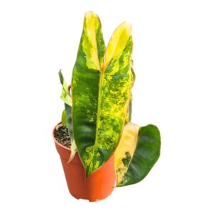 Philodendron Billitiae Variegata
(1 Plants/Order)(9cmP 10cmH)