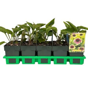 Echinacea purpurea Green Twister' P11
(10 Plants/Order)(11cmP 25cmH)